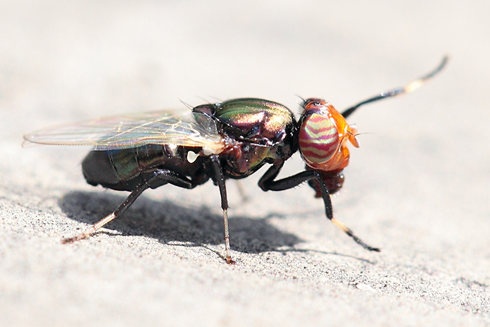 Piccolo dittero: Physiphora alceae (Ulidiidae)